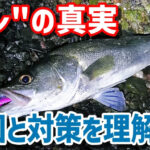 ゼロから始める 衝撃映像 シーバスの捕食方法を映像で理解する 第１２回