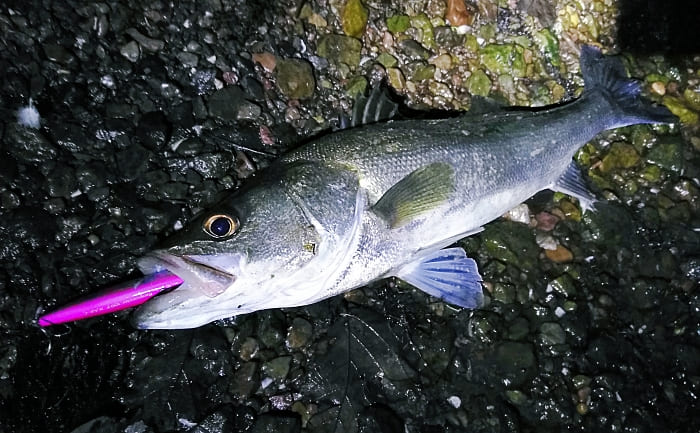 ゼロから始める 魚がルアーに食いつく理由を理解する 第１４回