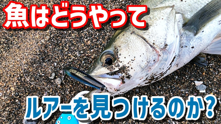 ゼロから始める 魚がルアーを感知する方法を理解する 第１３回